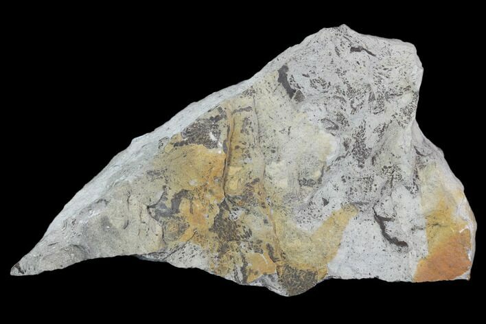 Plate Of Silurian Fossil Algae (Leveillites) - Estonia #102647